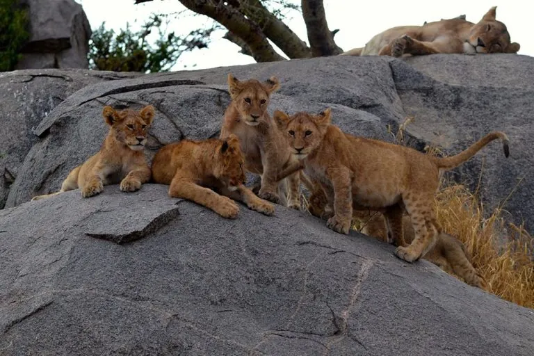 4天私人坦桑尼亚北部环线野生动物游猎
