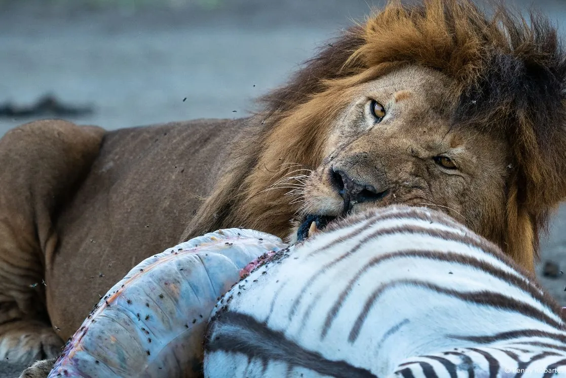 Plan a private Tanzania trip with Kilimanjaro Epic
