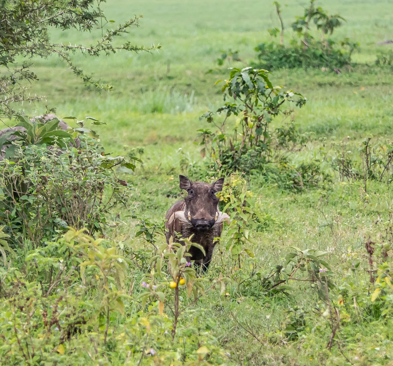 Arusha Day Trips