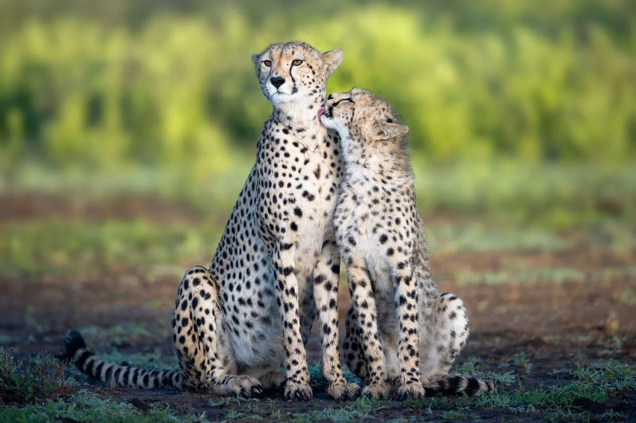 5 jours – Safari de la saison des naissances à Ndutu Budget