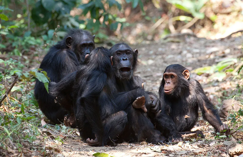 8-Day Private Bird Watching Safari