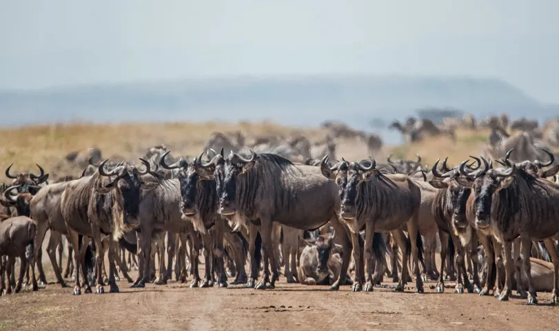 Wildebeest migration in Tanzania