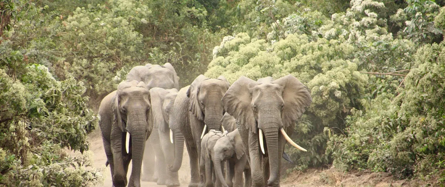 3-Day Mid-Range Northern Circuit Wildlife Safari