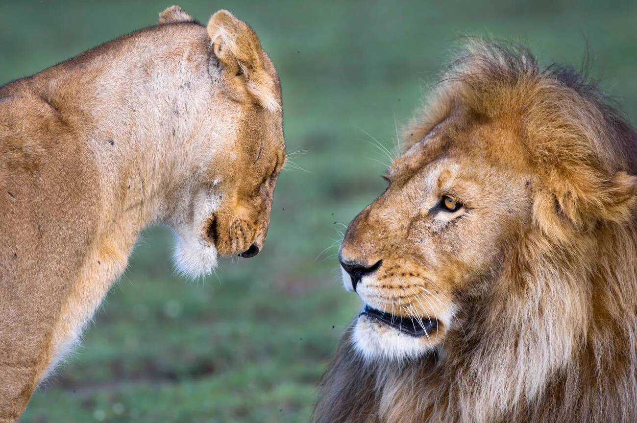 5 Tage Privat Ndutu-Safari zur Kalbungszeit
