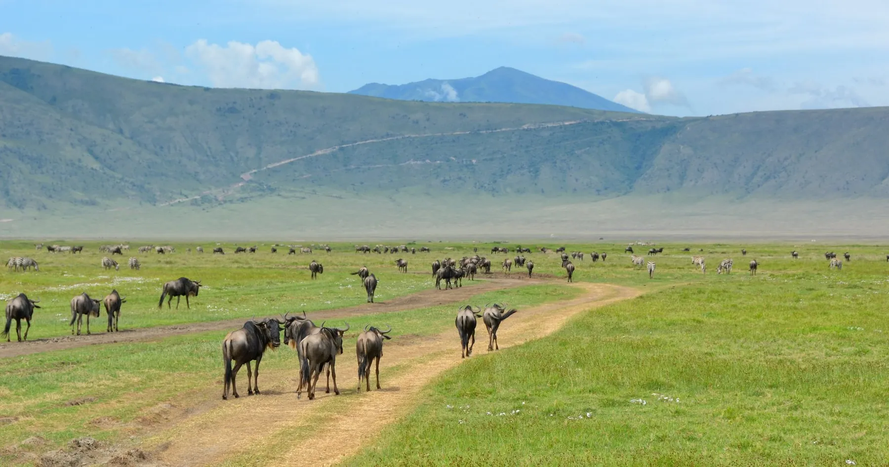 4-Day Private Northern Circuit Wildlife Safari