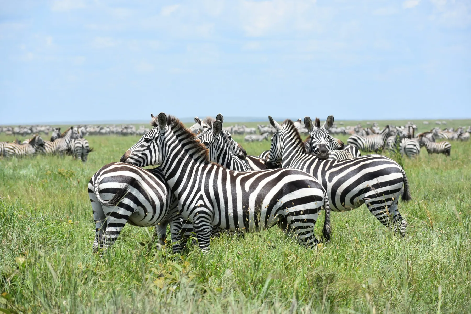 Serengeti Migration Month by Month