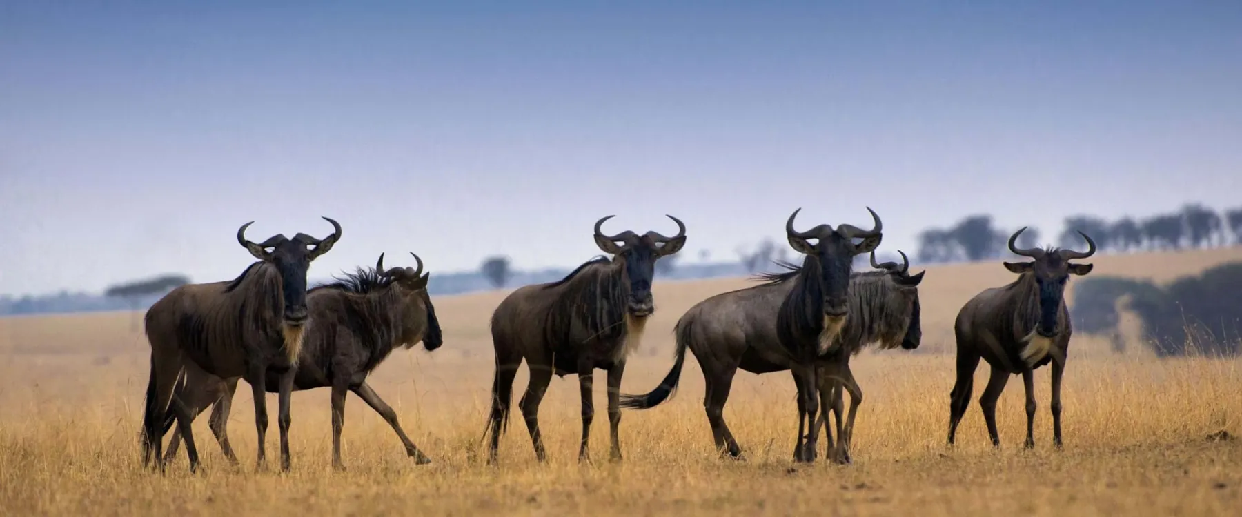 Serengeti migration safari