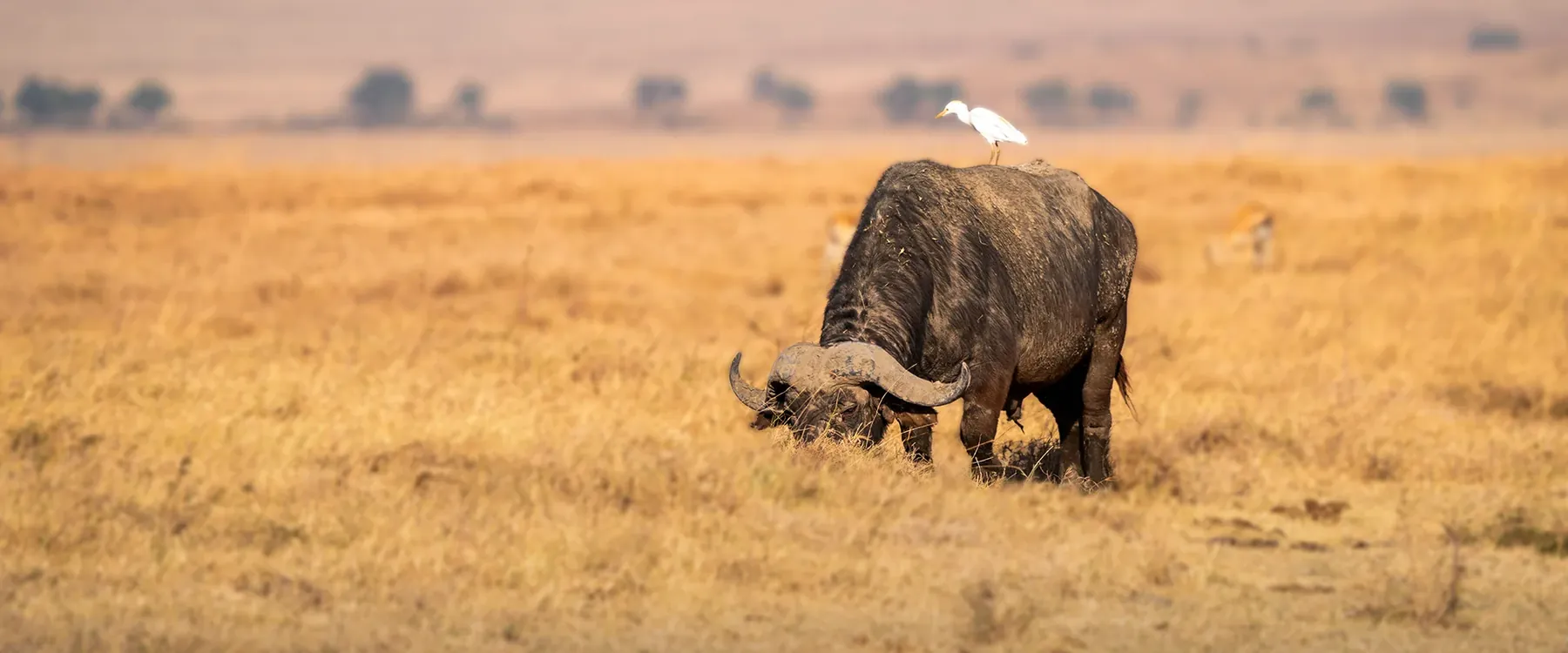 3 días: Safari de vida silvestre del Circuito Norte Privado