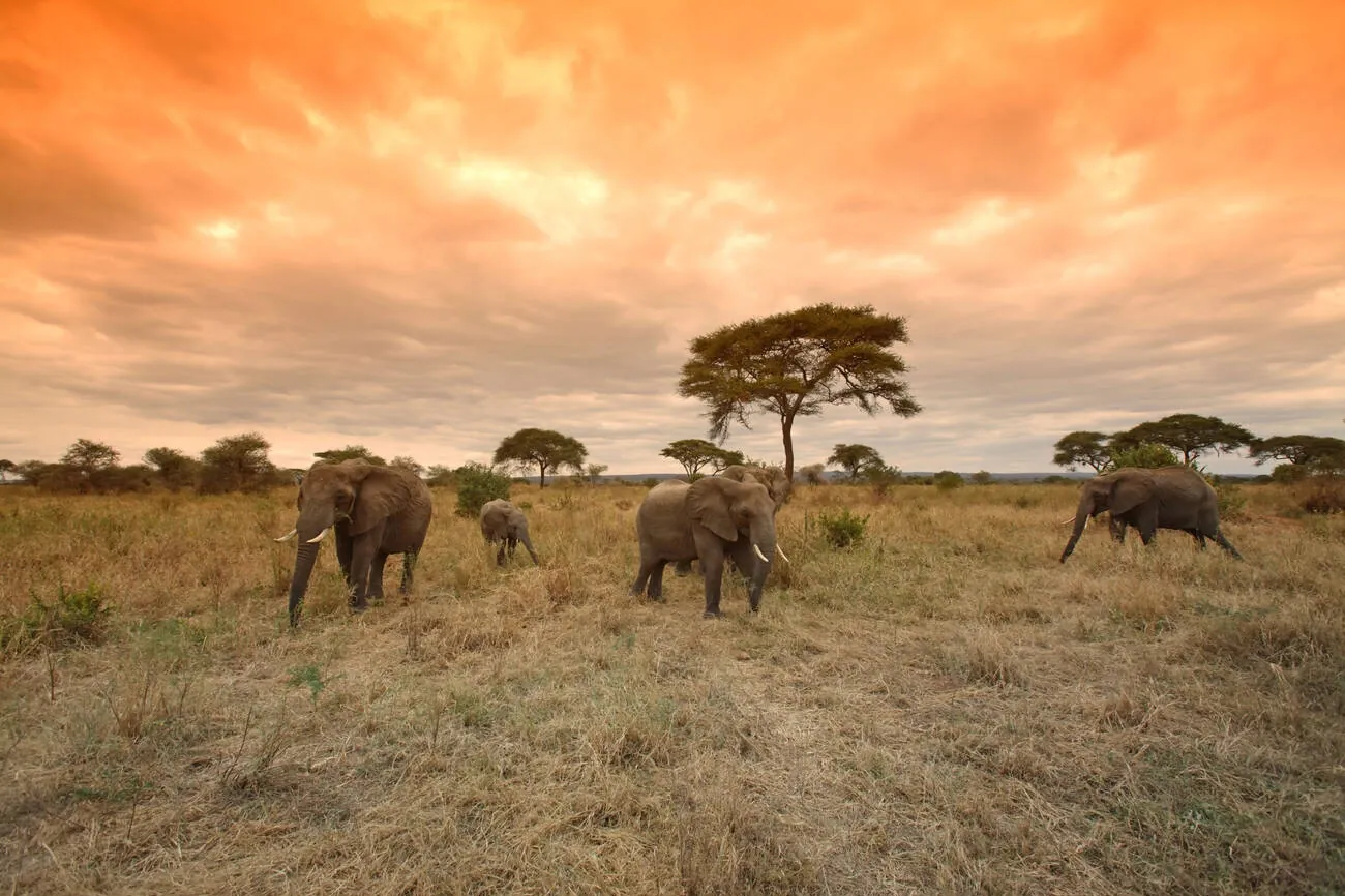 Tanzania safari landscape