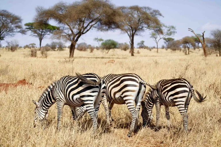 Best Time for a Tanzania Safari: –